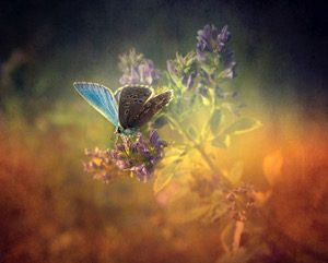 Michael Stead Forest Management Portugal